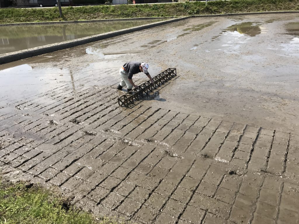 Rolling the wooden template across the paddy to create a grid that will guide us in planting the rice seedlings.