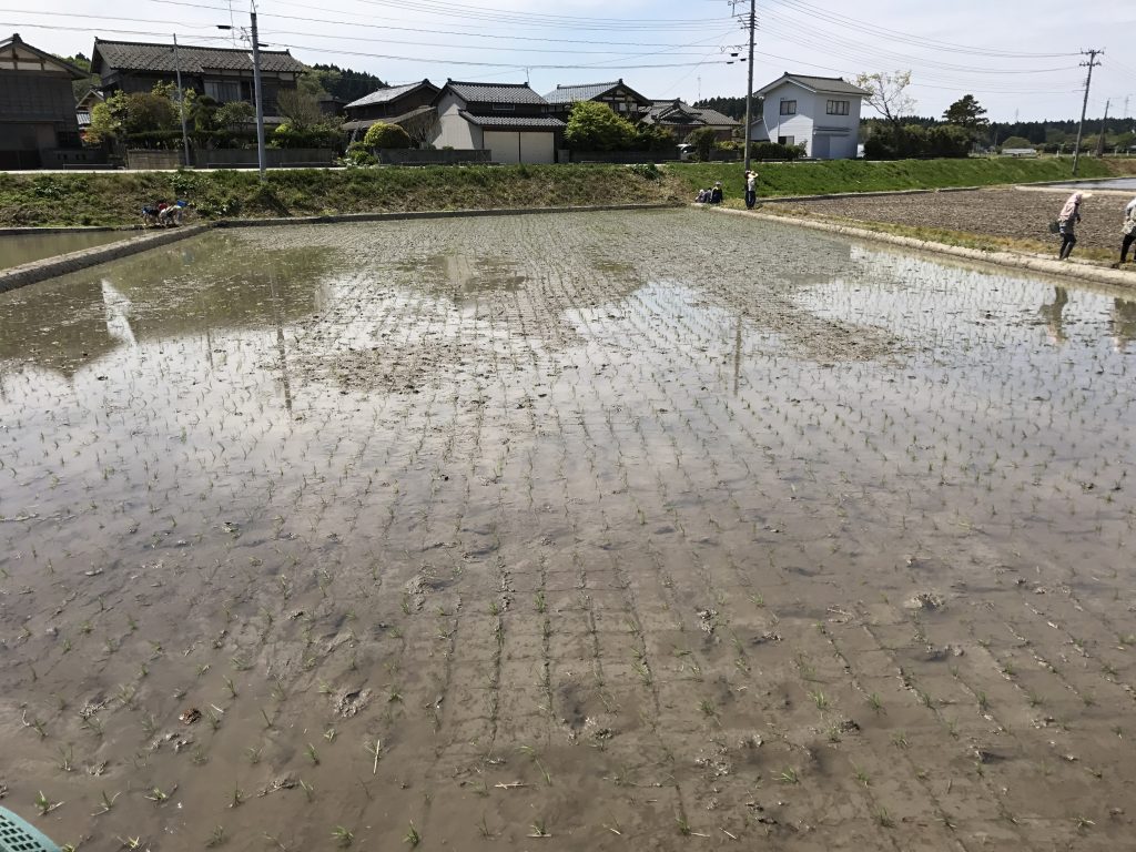 The finished rice paddy after planting!!